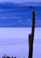 Bolivia: Salar de Uyuni 2001